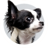 papillon